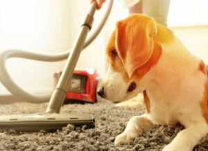 Stofzuiger huisdieren: beste stofzuigers voor dierenharen